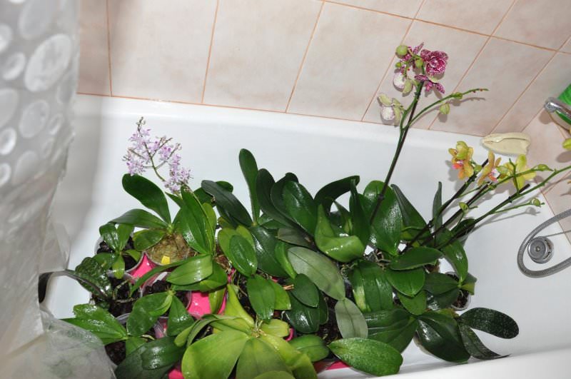 Правила полива орхидеи в домашних условиях