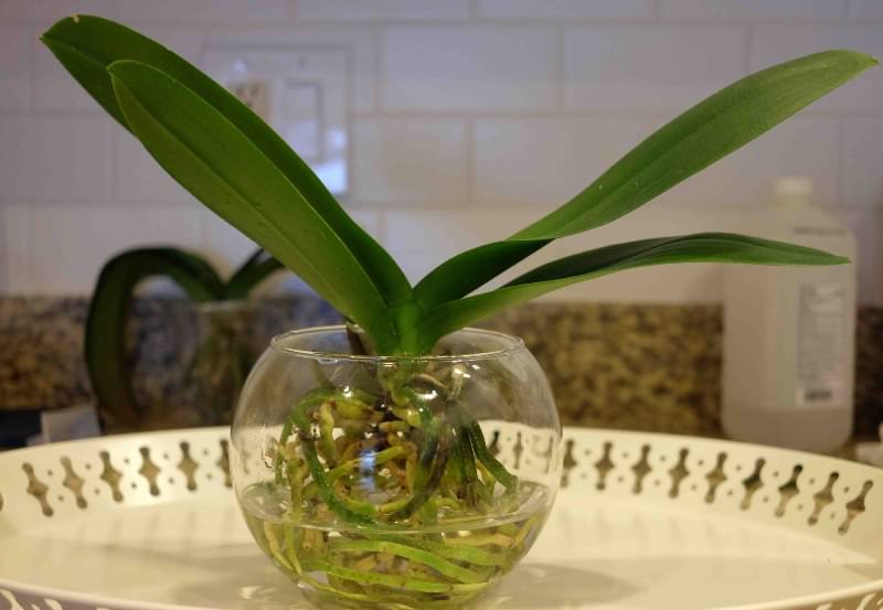 Правила полива орхидеи в домашних условиях