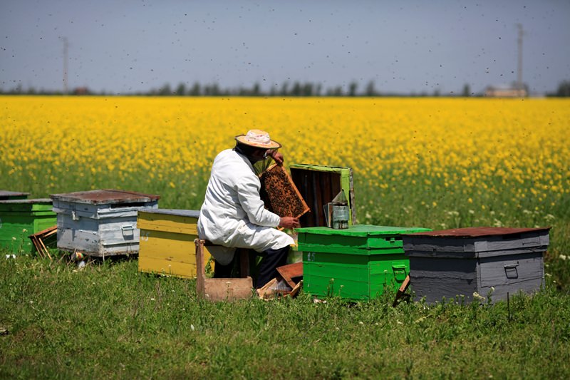 Пчеловодство для начинающих: основы организации пасеки