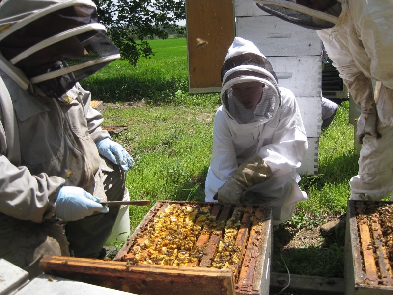 Пчеловодство для начинающих: основы организации пасеки