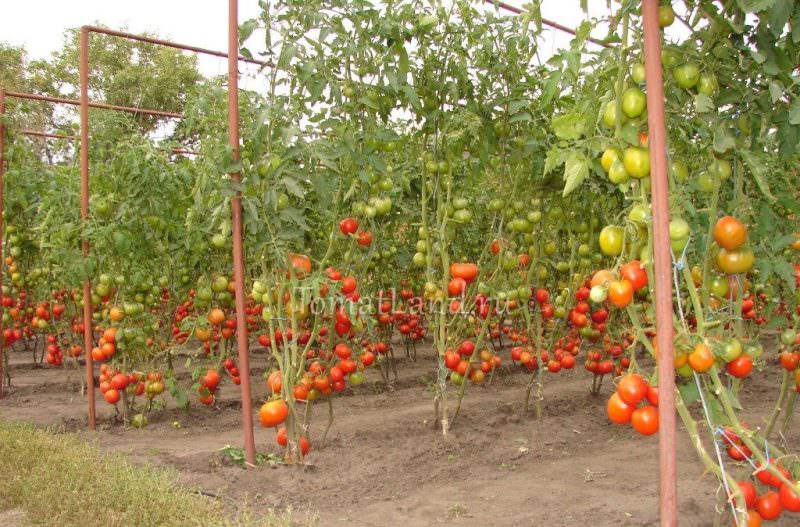 Как правильно подвязывать помидоры
