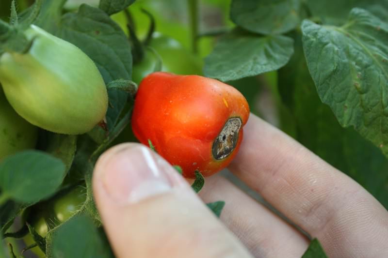 Сезонная обработка помидоров от различных болезней