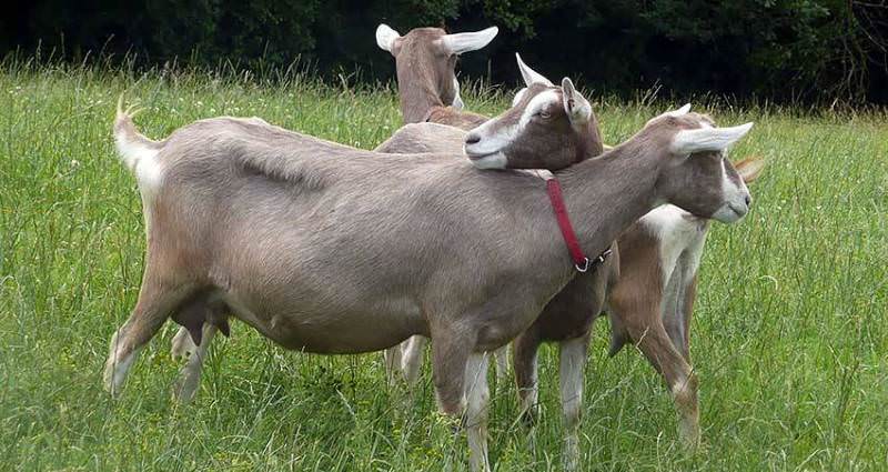 Фото дойных пород коз