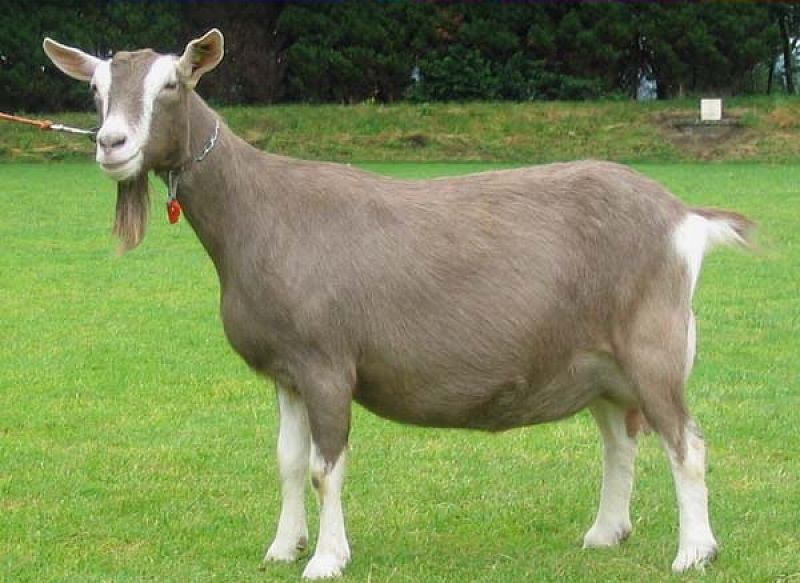 Популярные породы коз: описание и достоинства