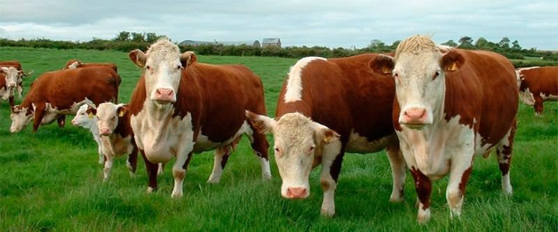 Популярные породы коров: описание и особенности