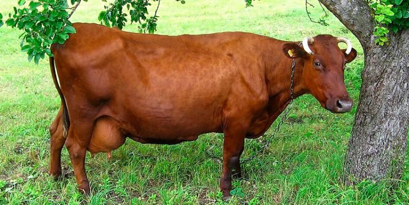 Популярные породы коров: описание и особенности