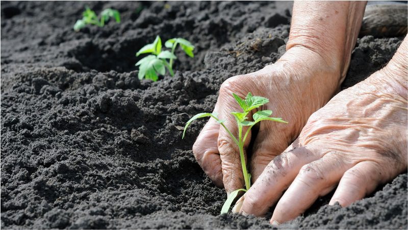Сроки посадки помидоров в открытый грунт на Украине
