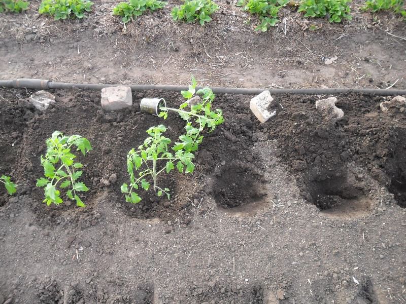Схема посадки томатов в открытый грунт в Украине