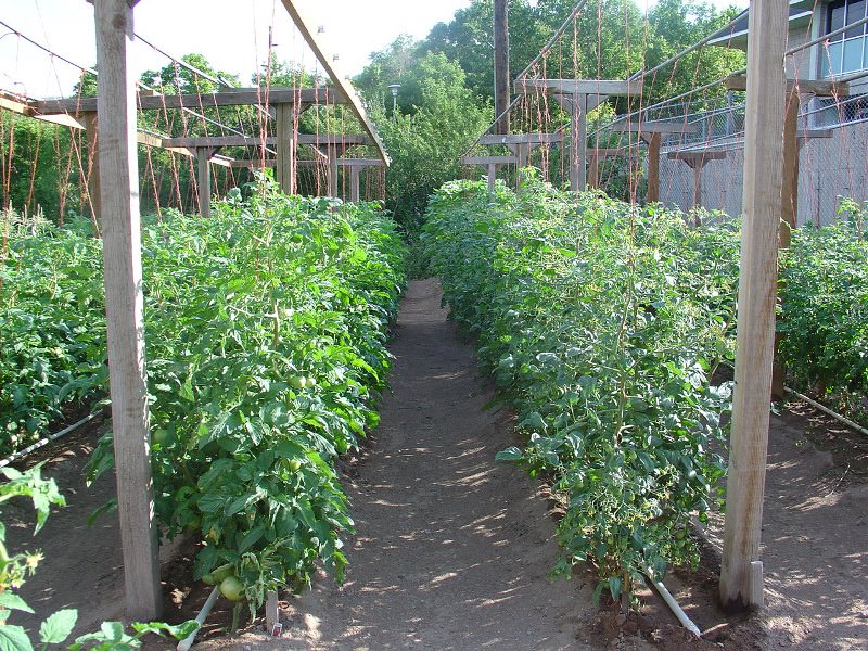 Схема посадки томатов в открытый грунт в Украине