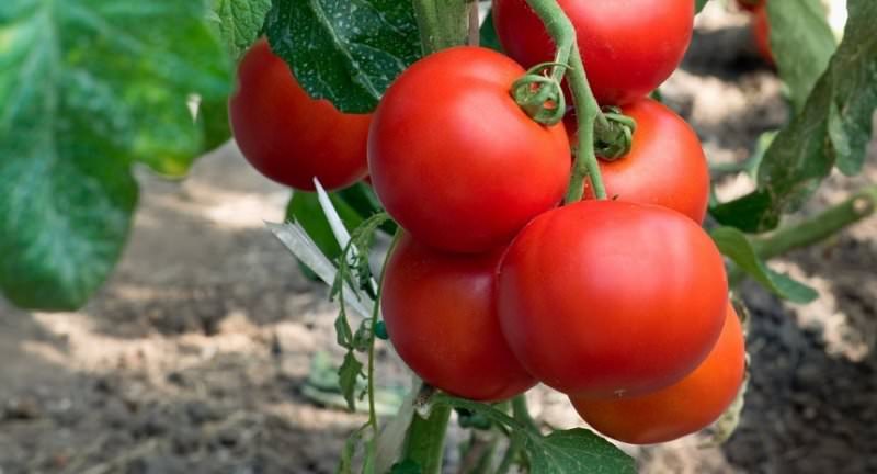 Популярные ранние сорта помидоров: рекомендации по выбору