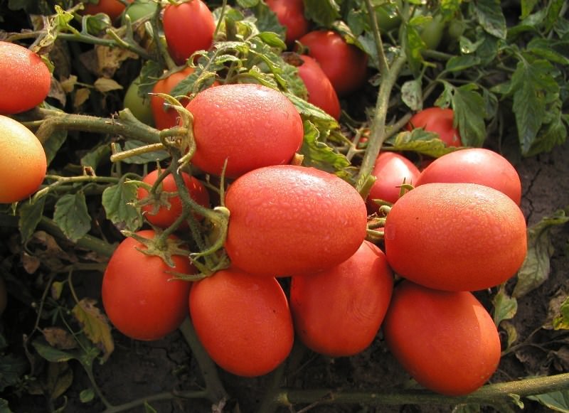 Популярные ранние сорта помидоров: рекомендации по выбору