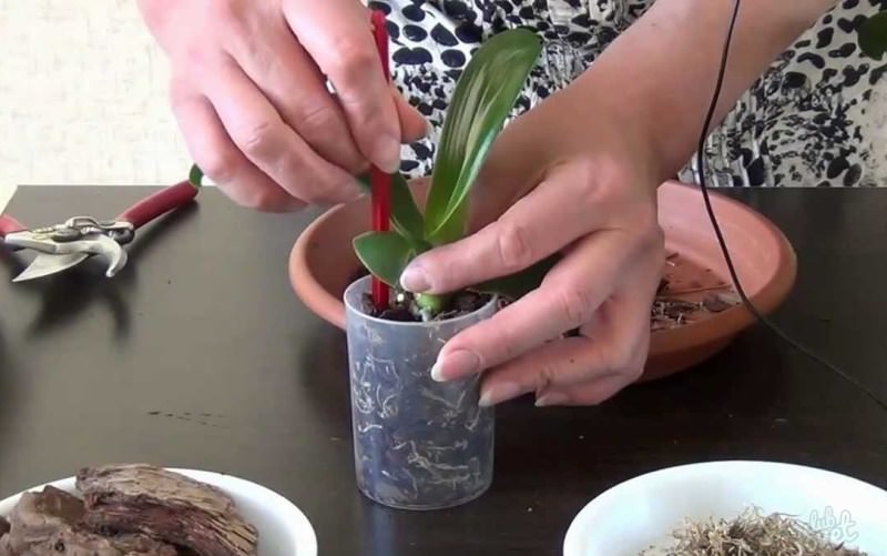 Способы размножения орхидеи в домашних условиях