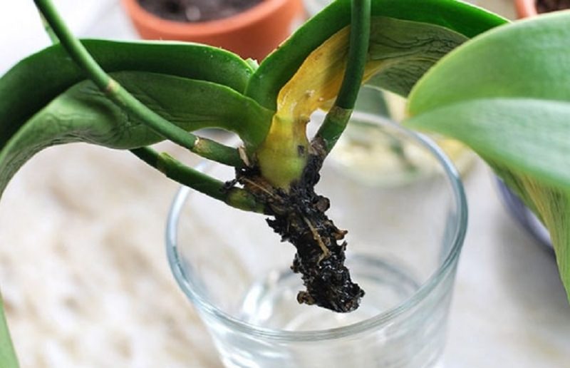 Домашнее цветоводство: как реанимировать орхидею