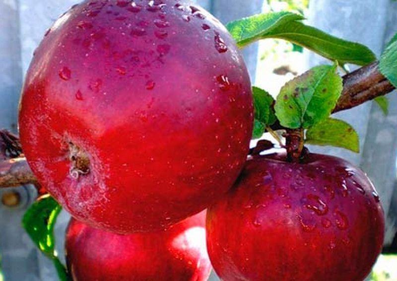 Лучшие сорта яблок для выращивания в средней полосе России