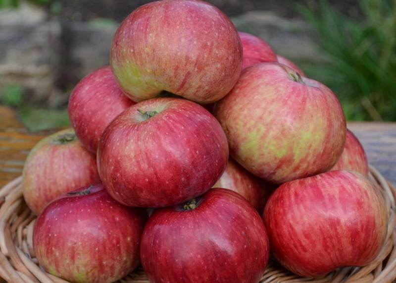 Лучшие сорта яблок для выращивания в средней полосе России