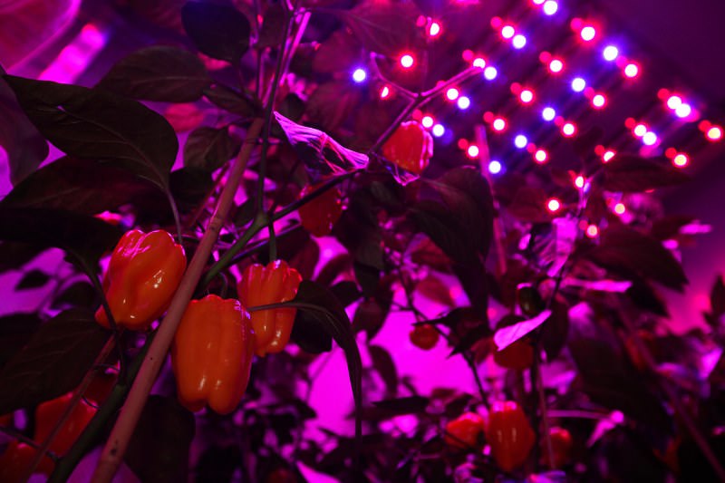 Изготовление светодиодного освещения для растений своими руками