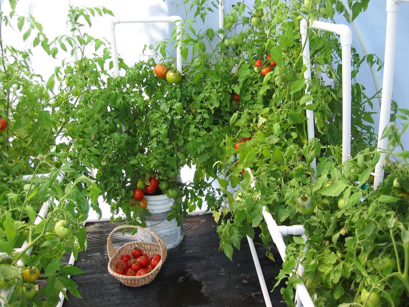 Оптимальная температура в теплице для помидоров