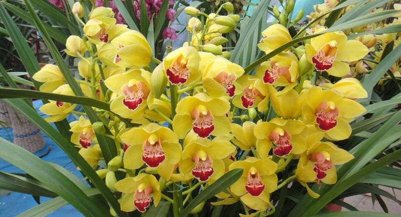 Основные виды орхидей: советы по выбору сорта для выращивания