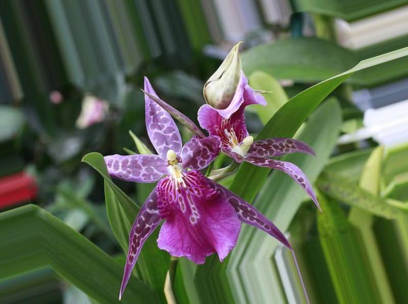 Основные виды орхидей: советы по выбору сорта для выращивания