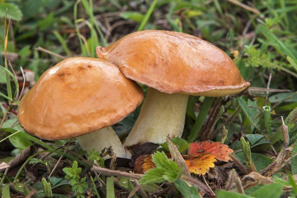 Разнообразие грибов Самарской области