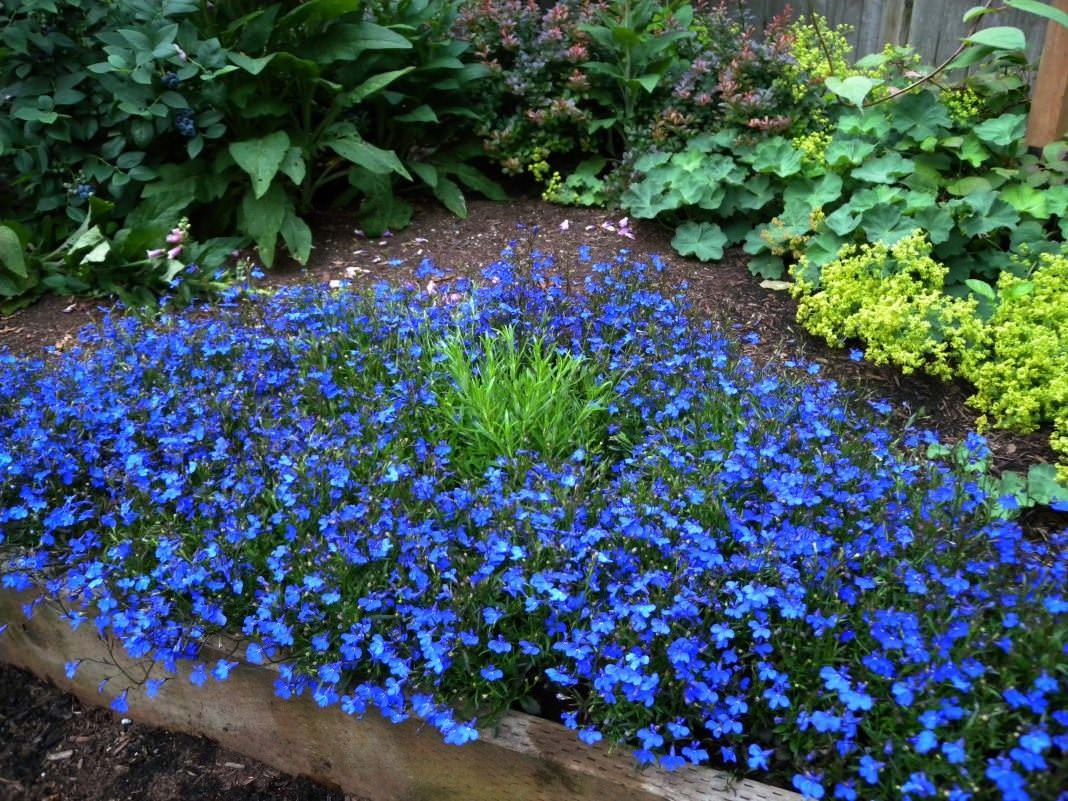 Низкорослые синие цветы для клумбы фото