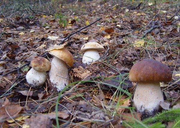 Белые грибы: места сбора в России, Украине и Германии