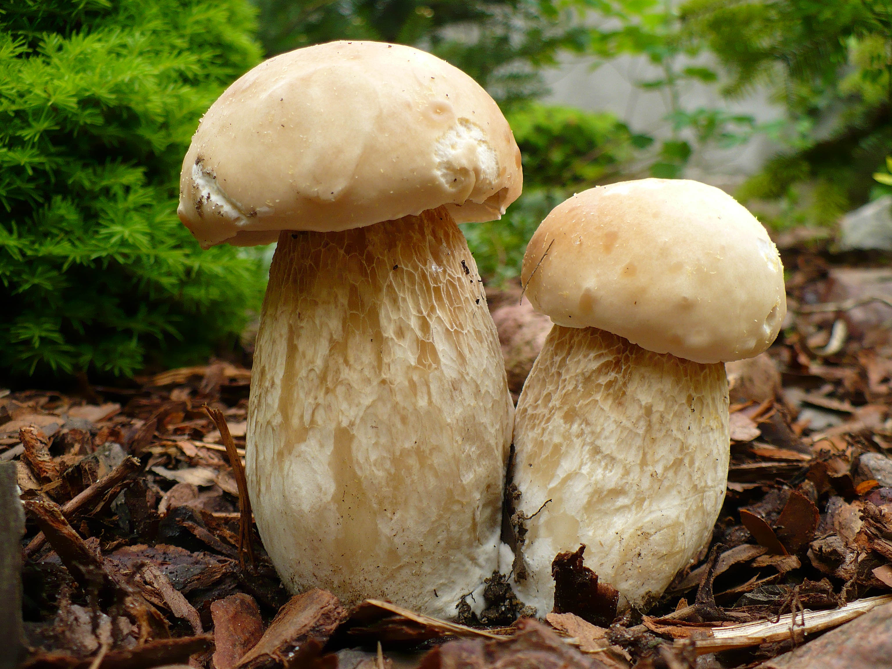 Белые гри. Белый гриб берёзовый Boletus betulicola. Boletus edulis – белый гриб. Боровик колосовик. Боровик березовый.