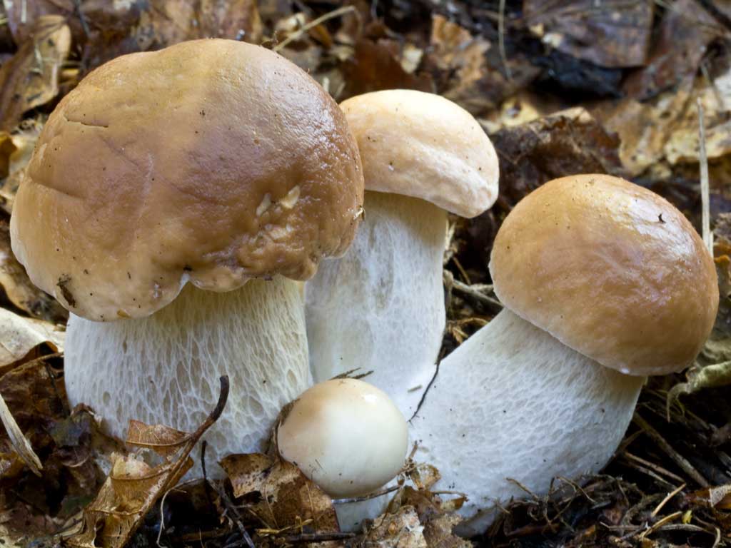 Разнообразие грибов Самарской области