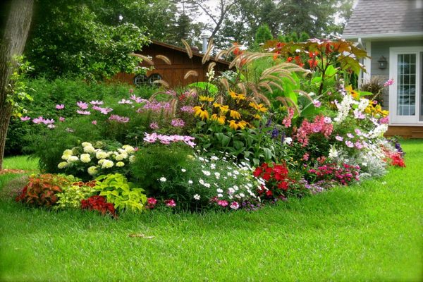 Лучшие цветы для оформления садовых и городских клумб