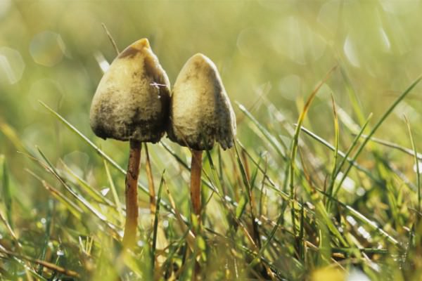 Псилоцибе сосочковидная (полуланцетовидная): внешний вид и свойства опасного гриба