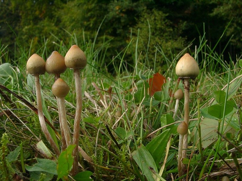 Псилоцибе сосочковидная (полуланцетовидная): внешний вид и свойства опасного гриба