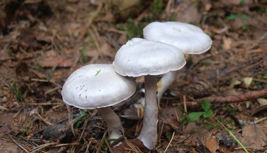 Как выглядит и где растет гриб синеножка