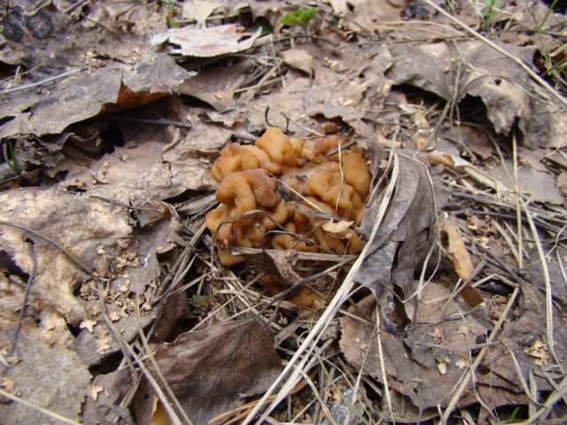 Как выглядят и где растут грибы строчки