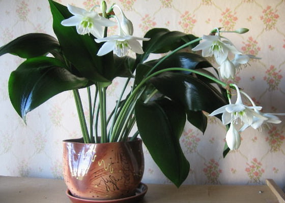 Эухарис: секреты ухода за амазонской лилией в домашних условиях