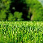 Искусственный газон: описание видов, технология производства и особенности самостоятельной укладки