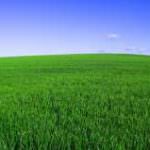 Искусственный газон: описание видов, технология производства и особенности самостоятельной укладки