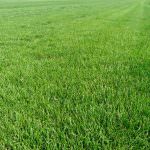 Искусственный газон: характеристика и область применения материала