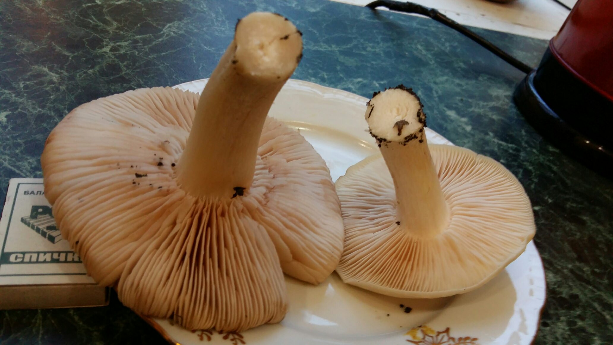 Грибы растущие в краснодарском крае. Съедобные грибы Краснодарского края. Съедобные грибы в Краснодаре. Яичный гриб. Апрельские грибы Краснодарского края.