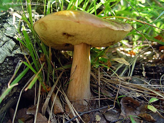 Майские грибы в ростовской области фото и описание