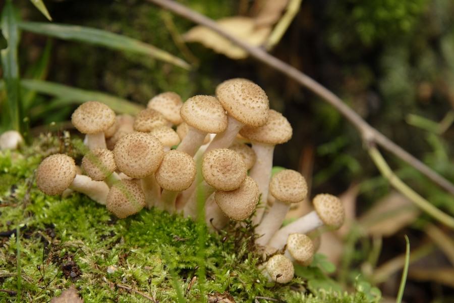 Съедобные грибы подмосковья с картинкой и названием