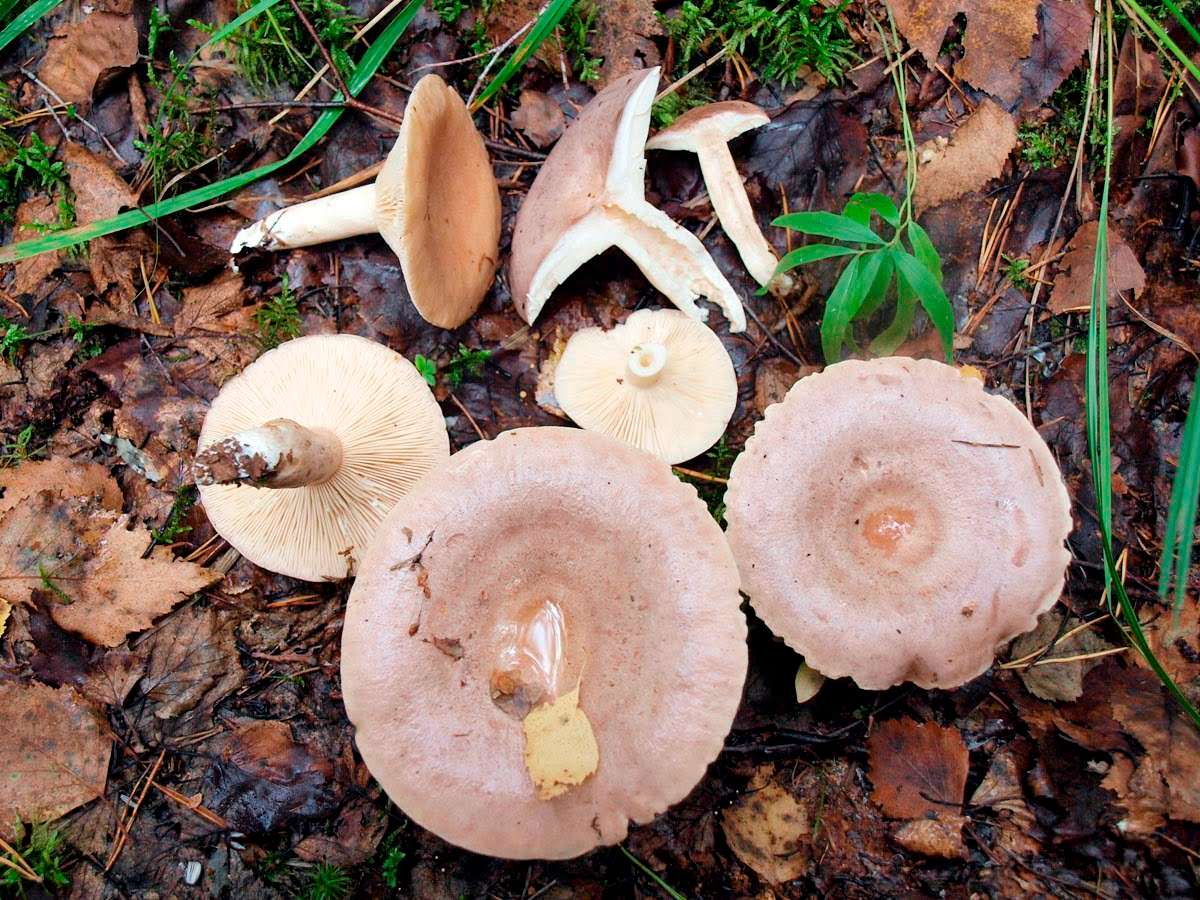 Серушки грибы фото и описание
