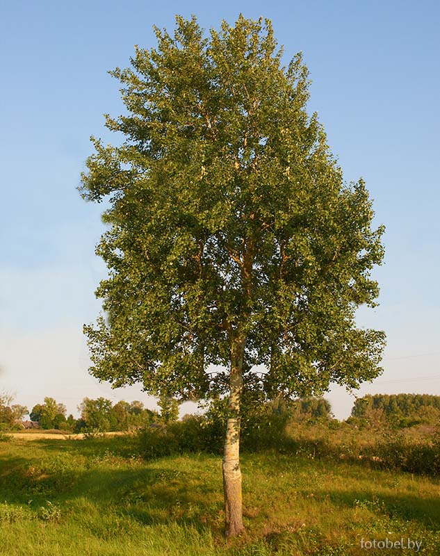 Как выглядит осиновое дерево фото