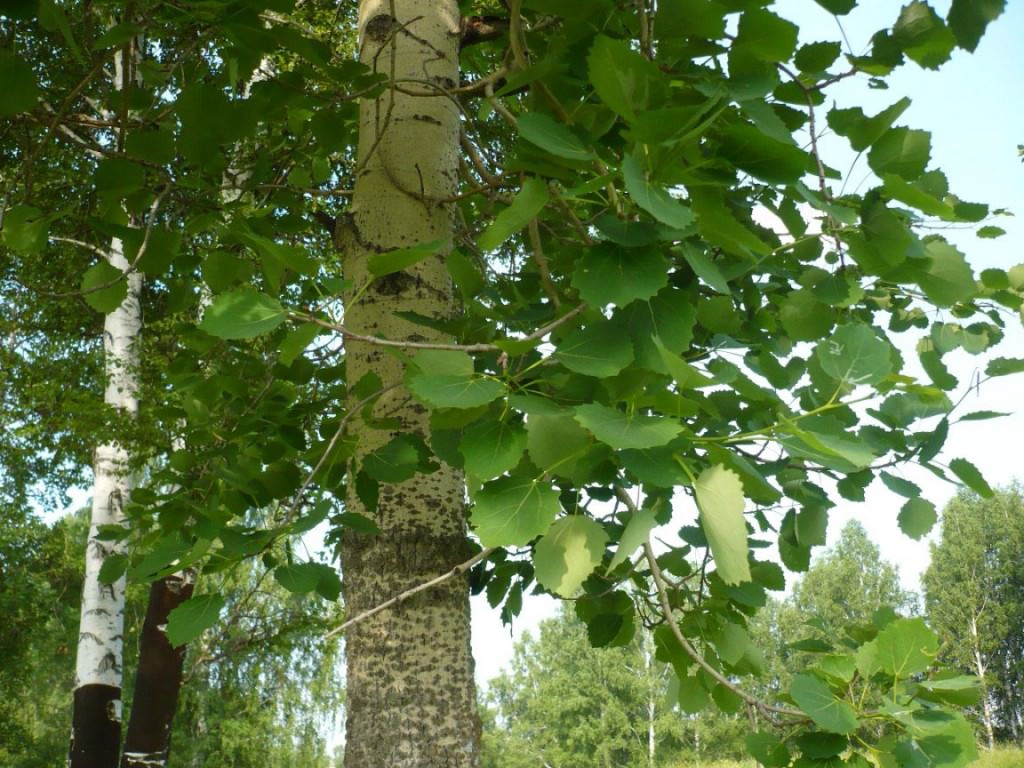 Осина Дерево Листья Фото Как Выглядит