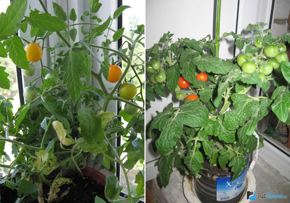Самостоятельное пошаговое выращивание помидоров на балконе: .