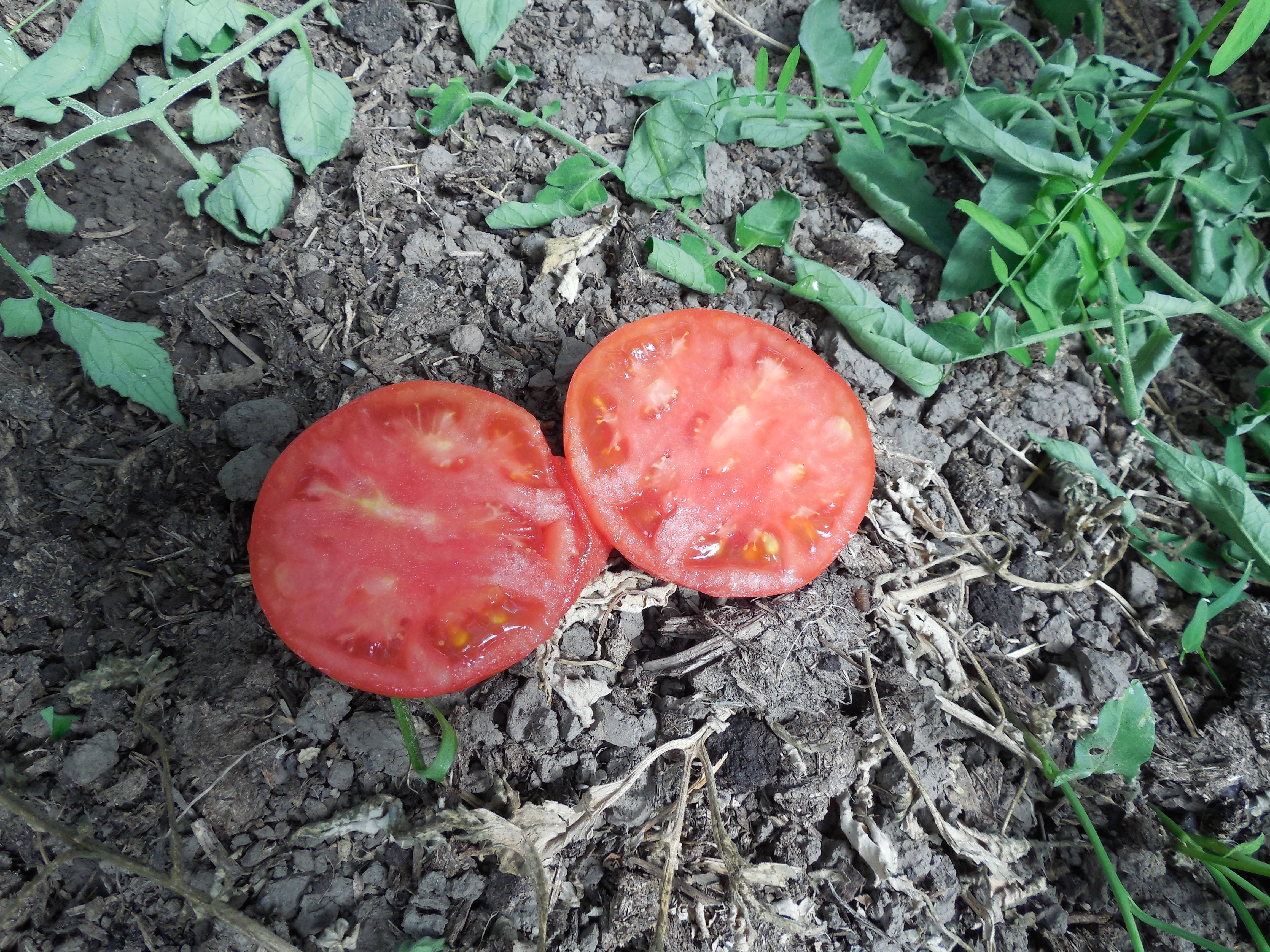 Монгольский краб томат