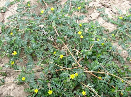 Трава якорец стелющийся в народной медицине