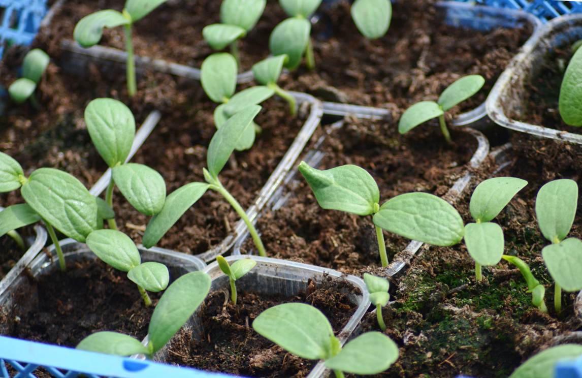 Выращиваем здоровую и крепкую рассаду арбузов в 2018 году по лунному календарю
