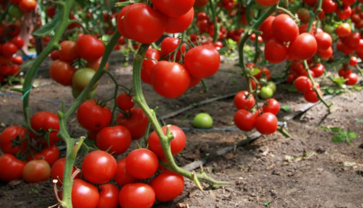 Особенности выращивания помидоров в теплице