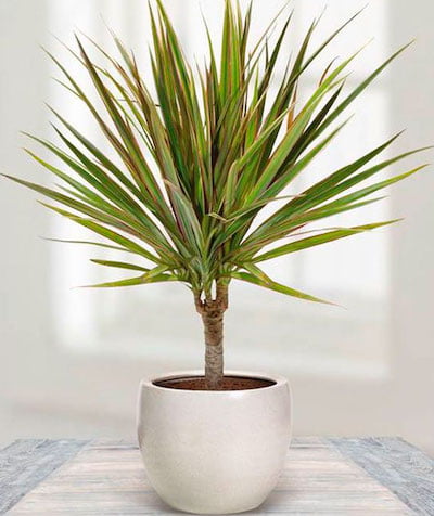 Самые неприхотливые комнатные растения