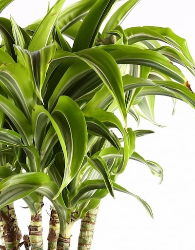 Самые неприхотливые комнатные растения